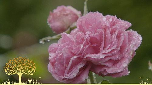 Gardeners' World Season 54 Episode 17 - Episode 17