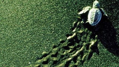 Nature Season 19 Episode 7 - Triumph of Life: The Four Billion Year War