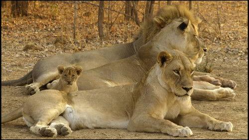 Africa's Hunters Season 3 Episode 2 - Prides and Prejudice