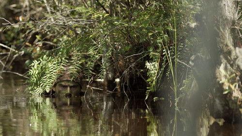 Apex Predator Season 1 Episode 1 - The Power of Patience: Aligator