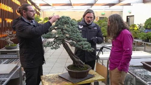 Gardening Australia Season 33 Episode 18 - Episode 18 MIFGS; Bonsai, Quandong, Green Tea & Illawarra