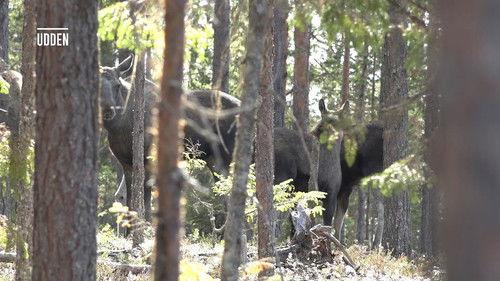 Den stora älgvandringen Season 1 Episode 6 - Slow tv day 6