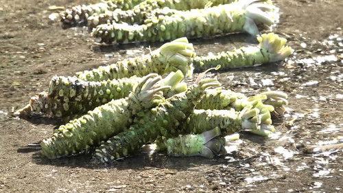 Trails to Oishii Tokyo Season 2 Episode 16 - WASABI