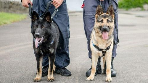 Dog Squad Puppy School Season 2 Episode 4 - Episode 4