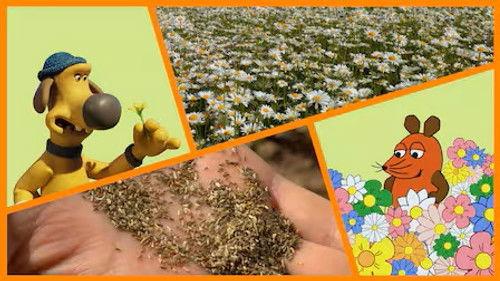 Die Sendung mit der Maus Season 55 Episode 23 - Episode 23