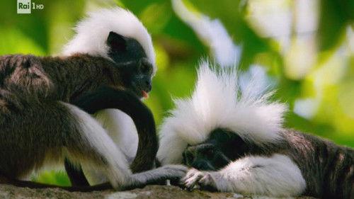 Superquark Season 27 Episode 3 - The Trapani salt pans and the Digital University