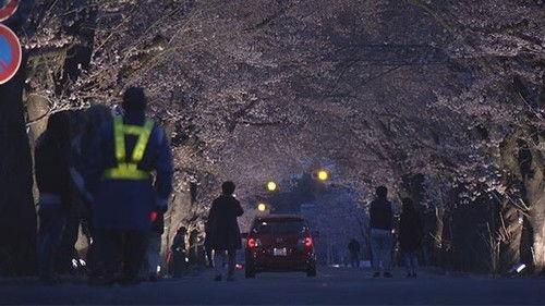 Document 72 Hours Season 8 Episode 14 - Yoru no Mori: Sakura Tunnel