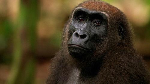 Nature Season 42 Episode 9 - Gorrilla