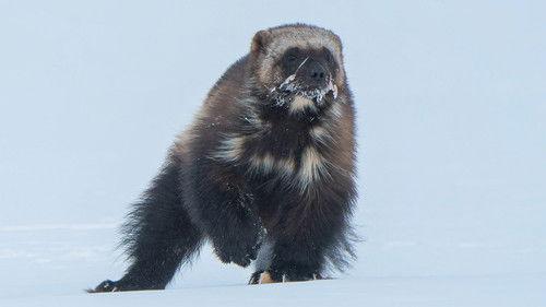 undefined Season 1 Episode 4 - Cold