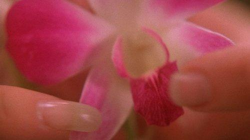 Twin Peaks Season 2 Episode 5 - The Orchid's Curse