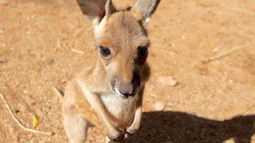 Natural World Season 36 Episode 3 - Kangaroo Dundee and Other Animals (1)