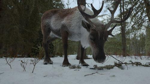 Jane Season 1 Episode 9 - Rangifer tarandus