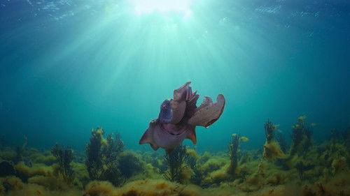 Animal Season 1 Episode 4 - Octopus