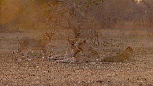 Africa's Hunters Season 2 Episode 6 - Heir To The Clan