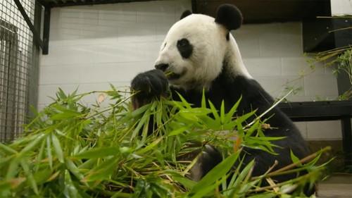 Gardening Australia Season 32 Episode 25 - Episode 25 Bamboo for Pandas, Growing Tea & Wicking Beds