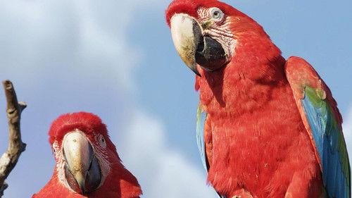 Brazil Untamed Season 1 Episode 2 - Bird Paradise