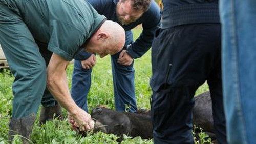 The Incredible Dr. Pol Season 7 Episode 10 - One Hot Llama