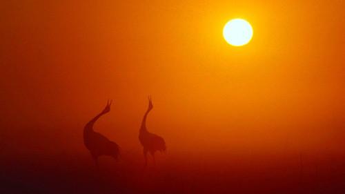 Wild China Season 1 Episode 6 - Tides of Change