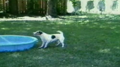 Funniest Pets & People Season 3 Episode 13 - Happy Campers