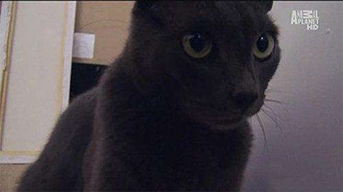 My Cat from Hell Season 2 Episode 2 - Mad Max