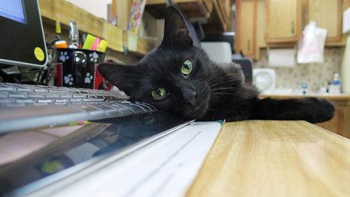 The Incredible Dr. Pol Season 11 Episode 2 - Hooked on a Feline