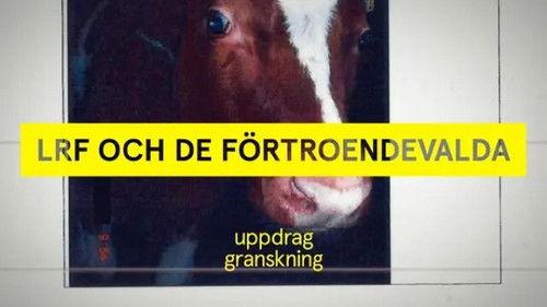 Uppdrag granskning Season 21 Episode 2 - Moppepojkar