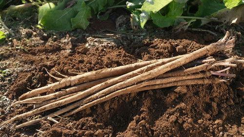 Trails to Oishii Tokyo Season 5 Episode 19 - GOBO