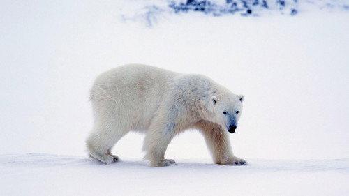 A Year on Planet Earth Season 1 Episode 1 - Winter