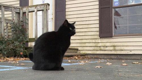 The Incredible Dr. Pol Season 13 Episode 5 - New Cats on the Block