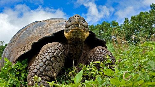 Natural World Season 35 Episode 3 - Galapagos: Islands of Change