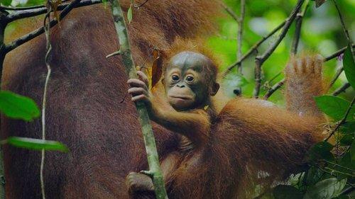 undefined Season 2 Episode 1 - Apes