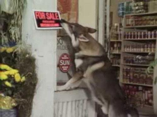 The Littlest Hobo Season 4 Episode 15 - Winner Take All