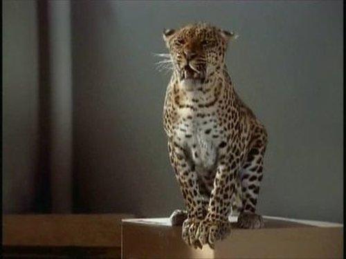 The Sentinel Season 3 Episode 23 - Sentinel Too (1)