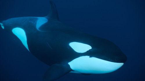 Whale with Steve Backshall Season 1 Episode 2 - Ocean Hunters