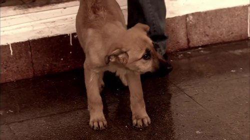 Ezel Season 1 Episode 19 - Episode 19