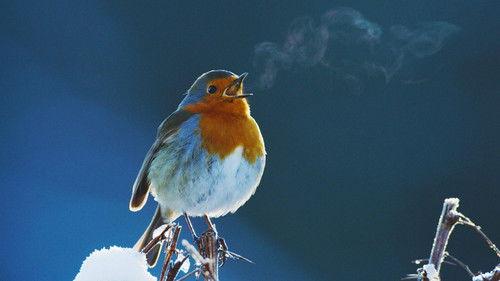 Nature Season 41 Episode 13 - Attenborough's Wonder of Song