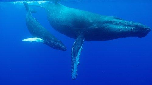 Incredible Animal Journeys Season 1 Episode 1 - Ocean Odysseys