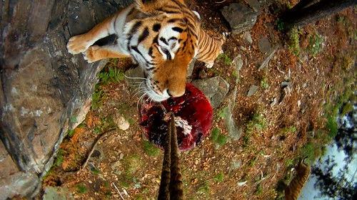 Dyrepasserne Season 2 Episode 5 - Program 5