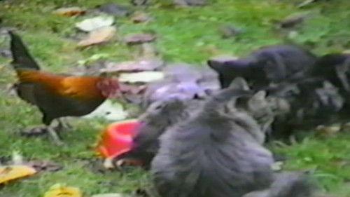 Funniest Pets & People Season 3 Episode 6 - Curious Cats