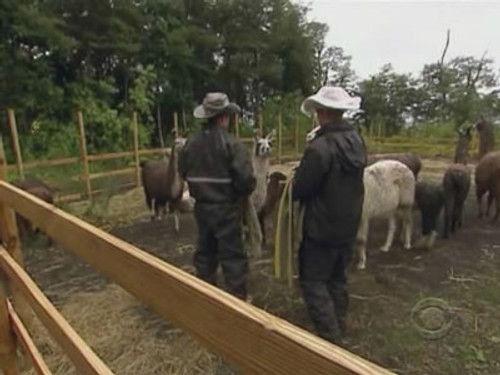 The Amazing Race Season 16 Episode 2 - When the Cow Kicked Me in the Head