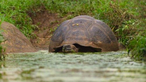 The Secret Lives of Animals Season 1 Episode 10 - Growing Old