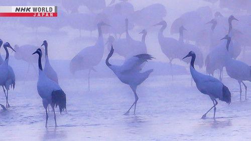 Journeys in Japan Season 12 Episode 5 - Frozen Beauty at Dawn and Dusk: Hokkaido in Midwinter