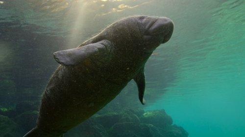 Earthsounds Season 1 Episode 11 - Shallow Seas