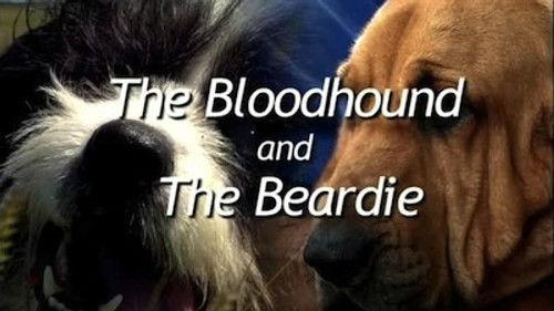 Natural World Season 26 Episode 7 - The Bloodhound and the Beardie