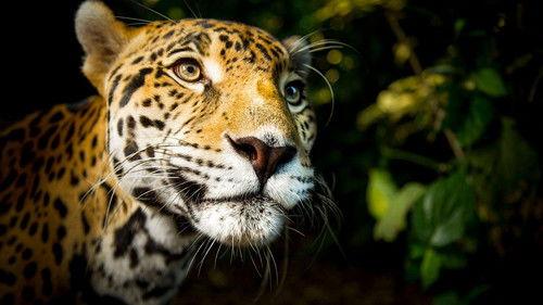 Nature Season 37 Episode 1 - Super Cats: Extreme Lives