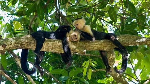 Chris Packham's Animal Einsteins Season 1 Episode 4 - Social Networkers