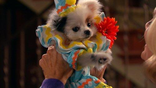 Dog with a Blog Season 3 Episode 16 - Stan has Puppies (2)