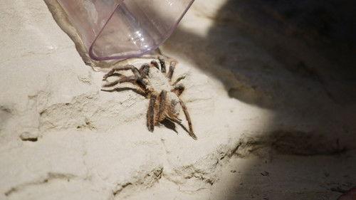 You vs. Wild Season 1 Episode 6 - A Venomous Adventure, Pt. 2