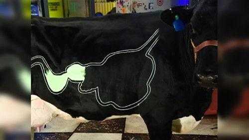 Beakman's World Season 2 Episode 23 - Momentum, Beakmania & Cows