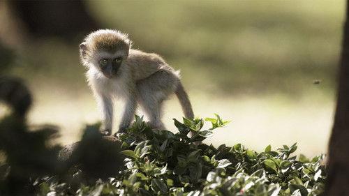 Aging in the Wild Season 1 Episode 5 - Death